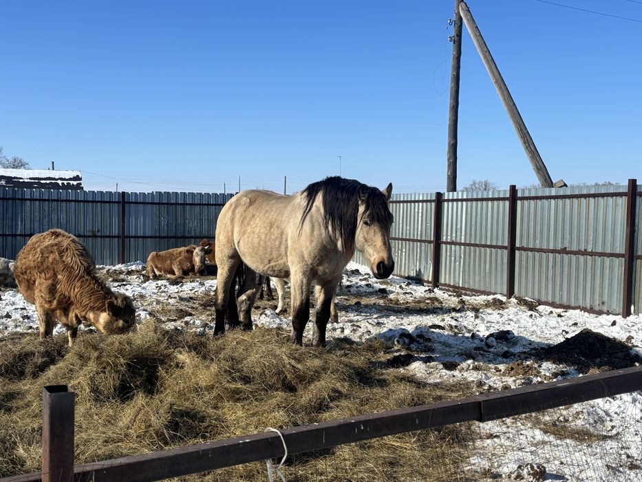 Айгыр жеребец тяжеловоз