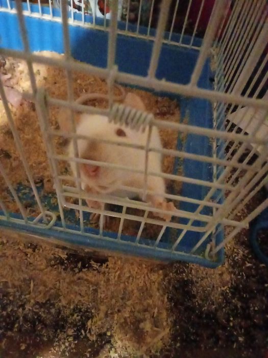 Отдам крыс срочно к рукам приучены