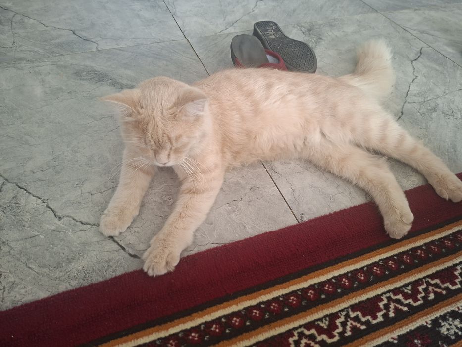 Aqilliy pishakcha
