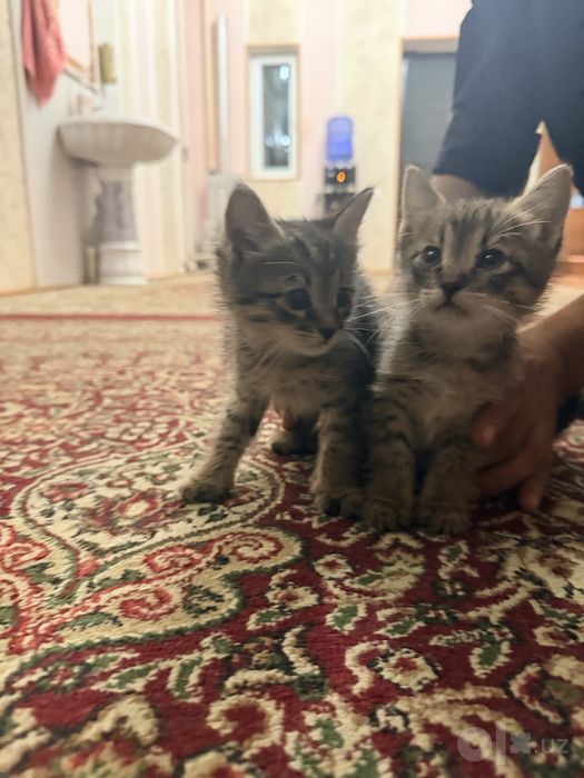 Котёнок мушук mushuk bolasi