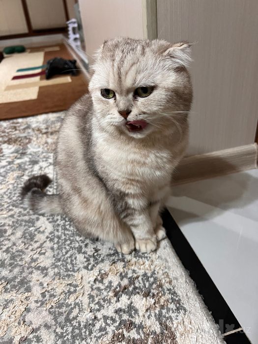 Кошка скоттиш фолд