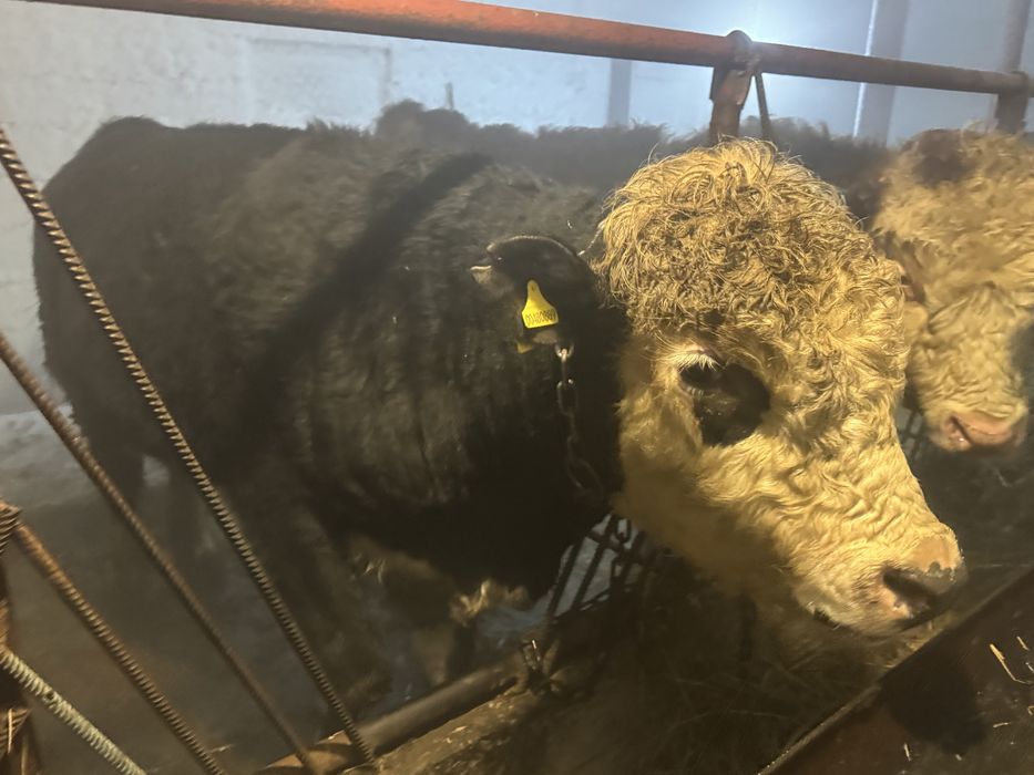 Продам четырёх буков с откорма