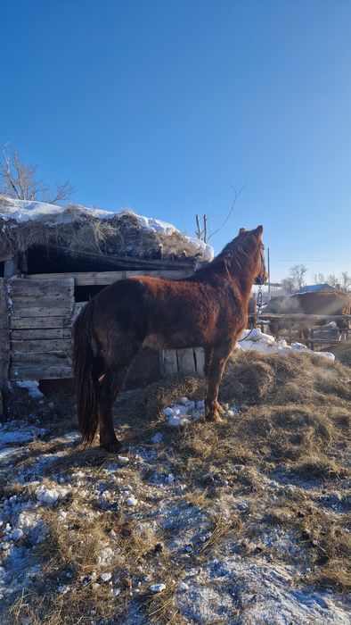 Продам жеребеца 4 года обученый