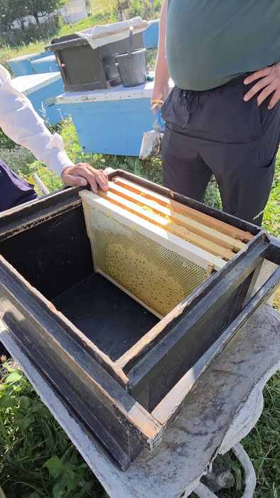 Киргизистон тог асали