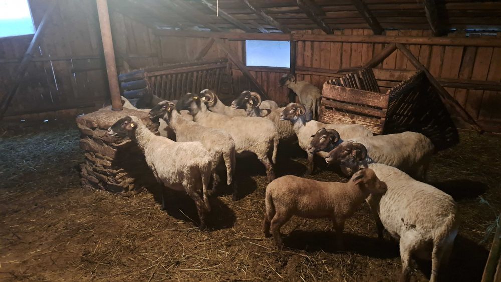 Oi de vanzare ‼️‼️