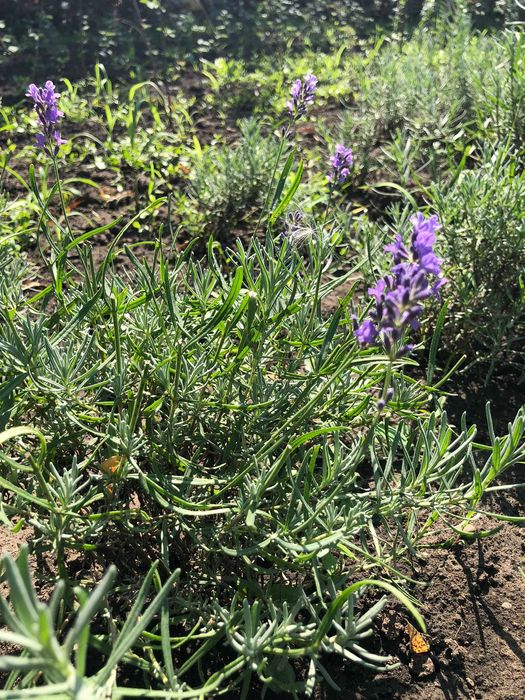 Butași Lavanda Anul 3-4