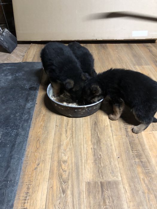 Продам немецких щенят