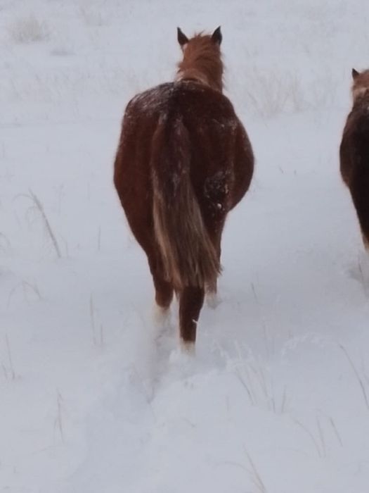 Продам кобылу.