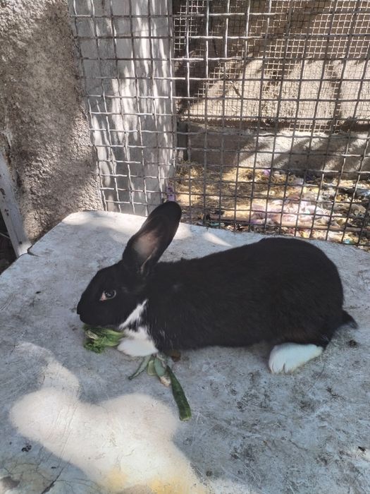 Крольчихи   возраст разный