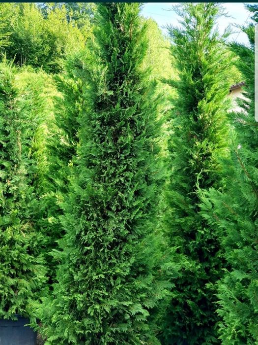 Plante ornamentale: tuia smaragd/ leylandii/ brazi/ tei/ pin/ liliac/