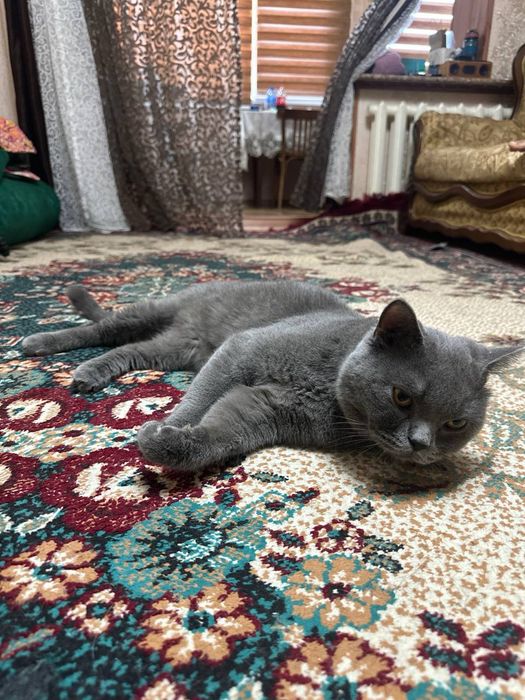 Британский короткошерстный