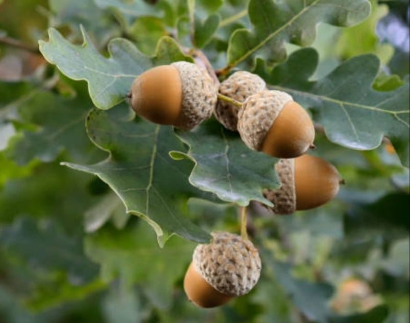 Желуди  2025года