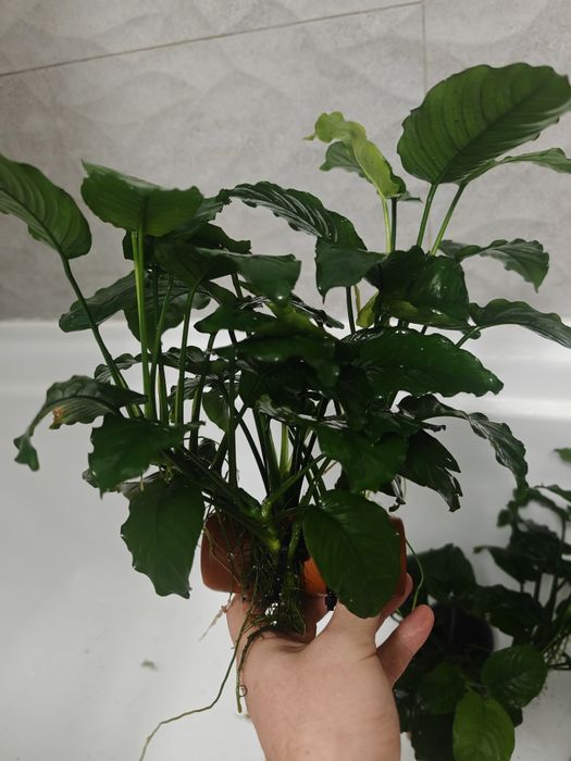 Plante acvariu(Anubias, Moss)