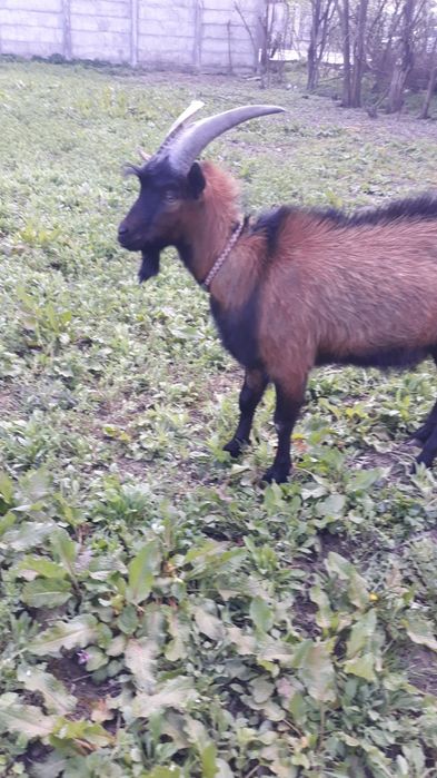 Vând țap de rasa montana