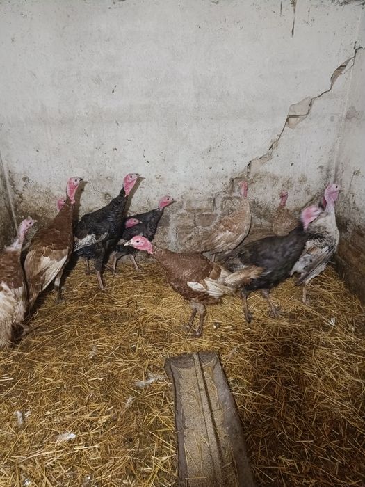 Продавам един пуяк и две пуйки