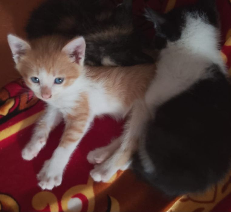 4 suflete își caută acasă