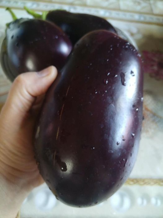 Продам баклажаны