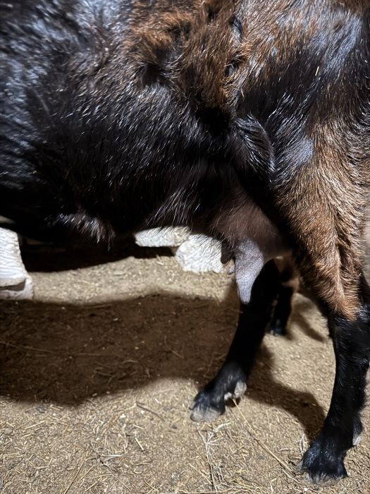 100% англо нубий теке лақтар сатылады