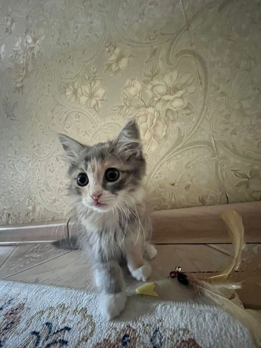 Отдам котенка девочку