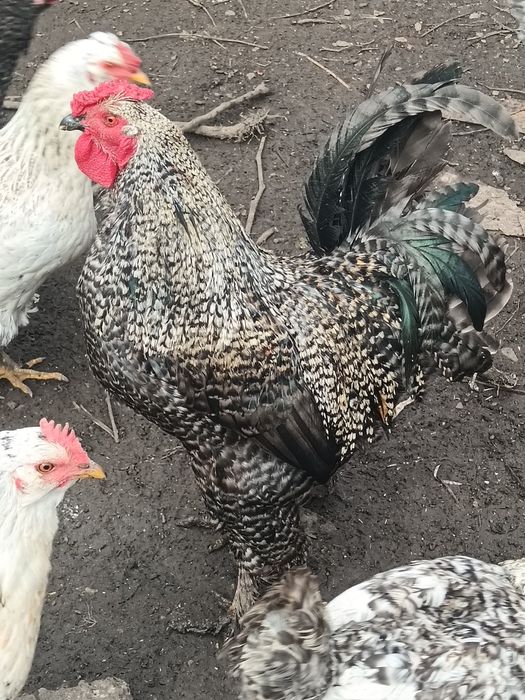 Vând Cocoș de rasă