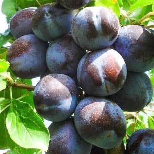 Pomi fructiferi columnari