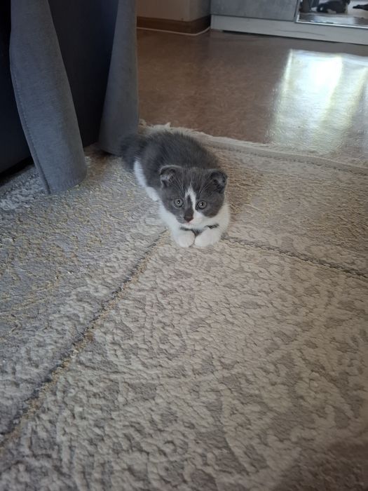 Отдадим в добрые руки котят