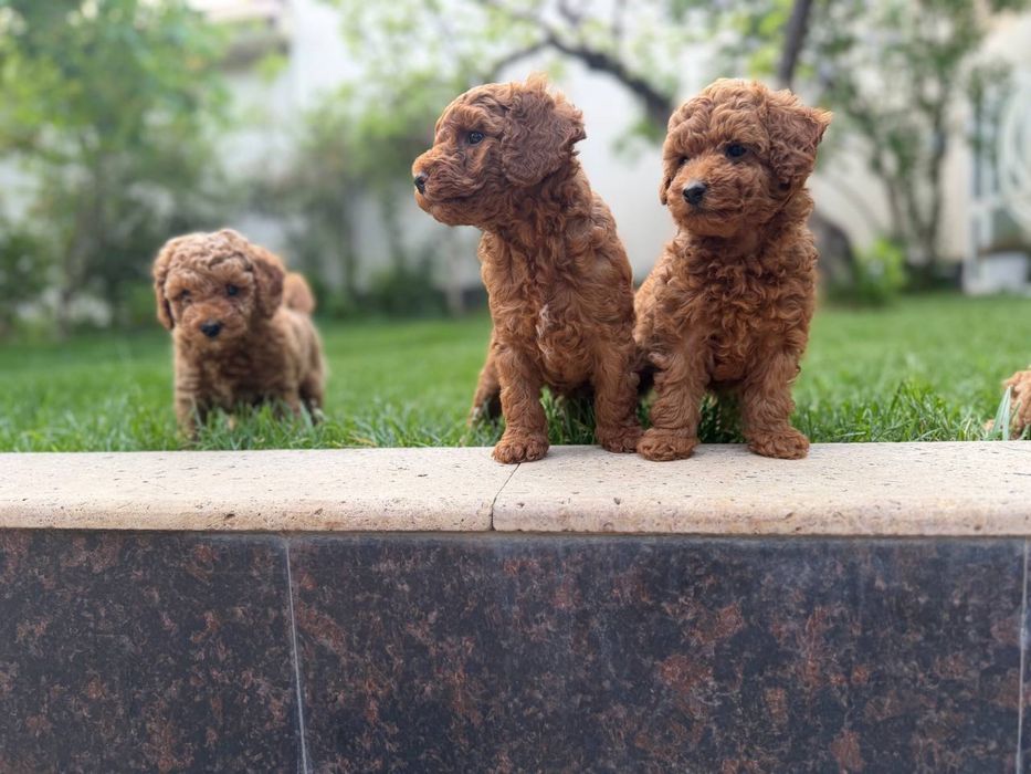 Той Пудель • мальчик, 2 месяца