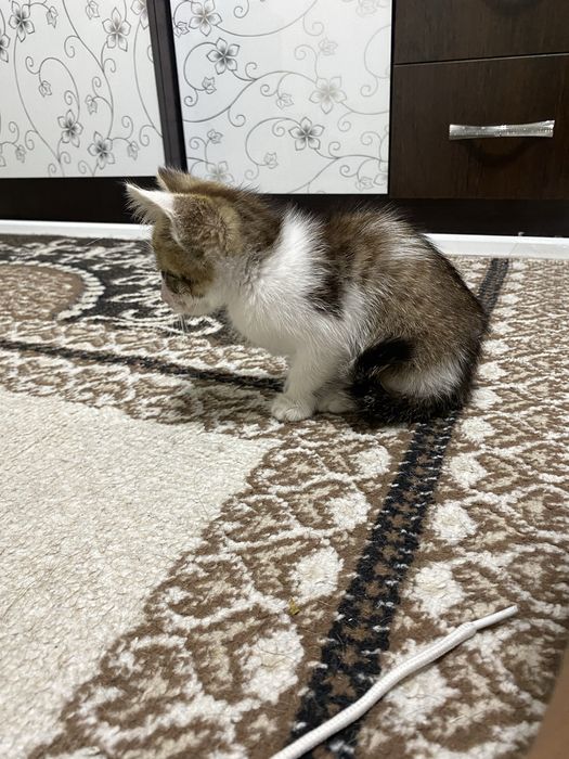 Отдам котенка 1.5-2 месяца