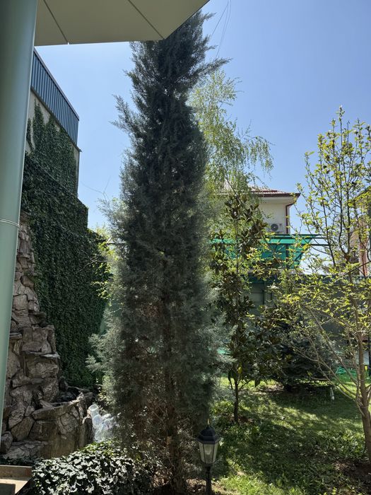 Кипарис итальянский привозной, рост больше 6 метров