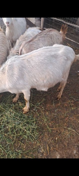 Vand sau schimb 8 capre gestante depuse de fătare