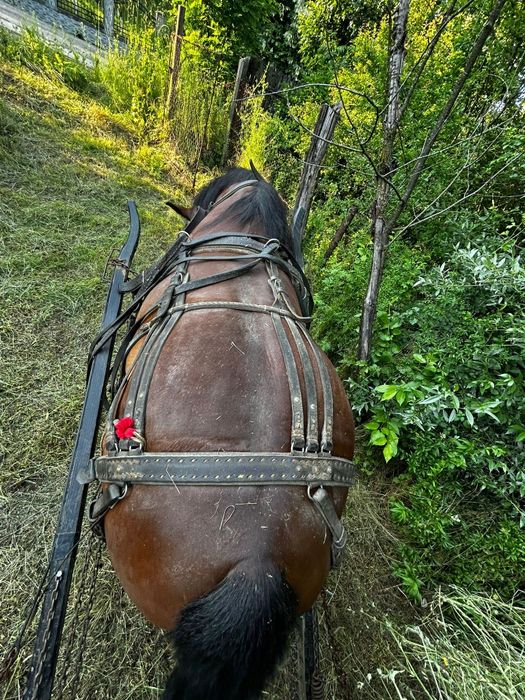 Cal bun de pădure și cuminte