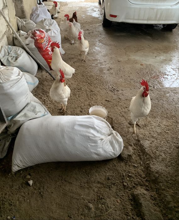 Әтештер сатылады!