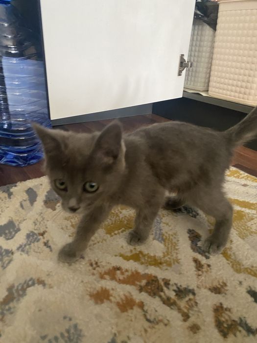 Отдам красивого котенка