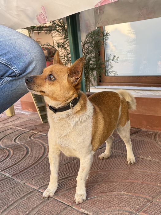 Джак Ръсел.