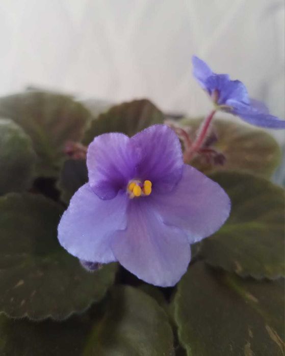 Фиалки продаются