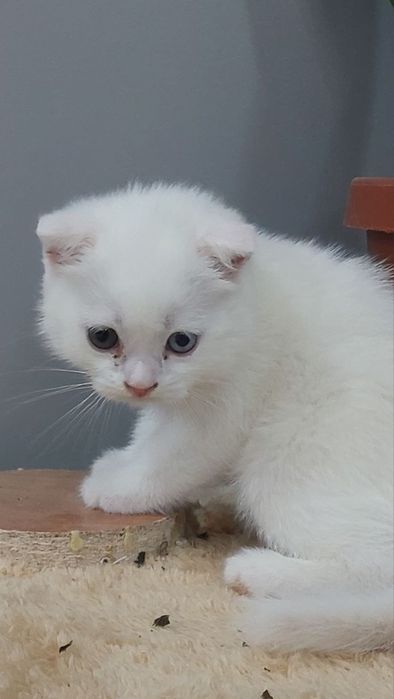 Котята продаются