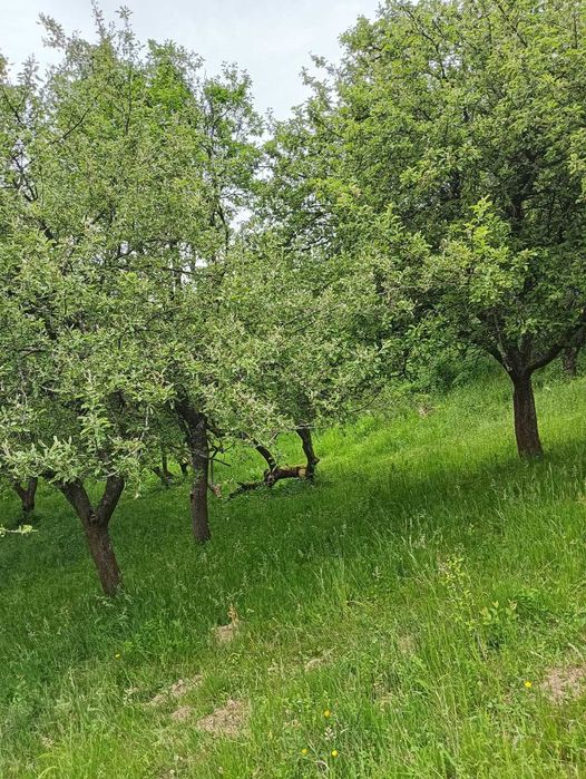 Casă de Vânzare cu teren generos