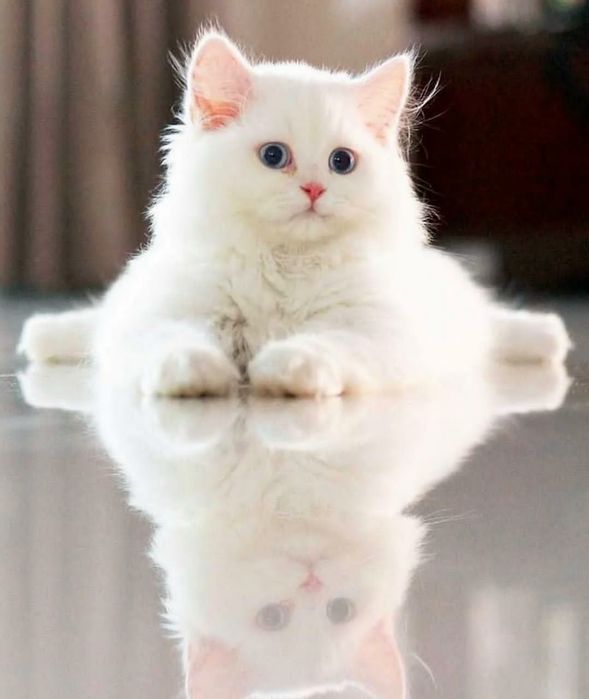 Турецкий Ван Малыши