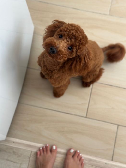 Ищем невесту для Той пудель