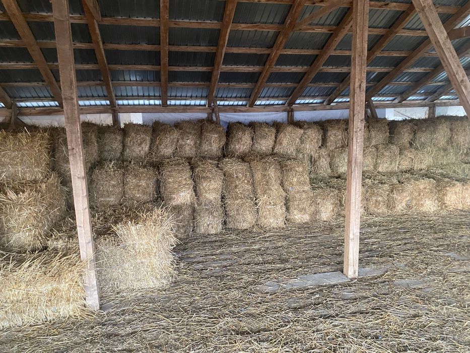 Baloti lucerna si fan