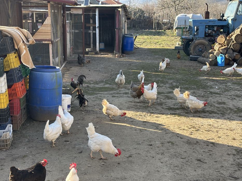 Хамбургски петли