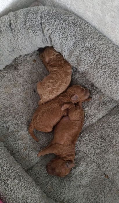 Щенок карликового пуделя