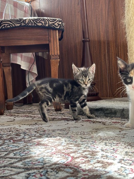 Отдам котят в добрые руки