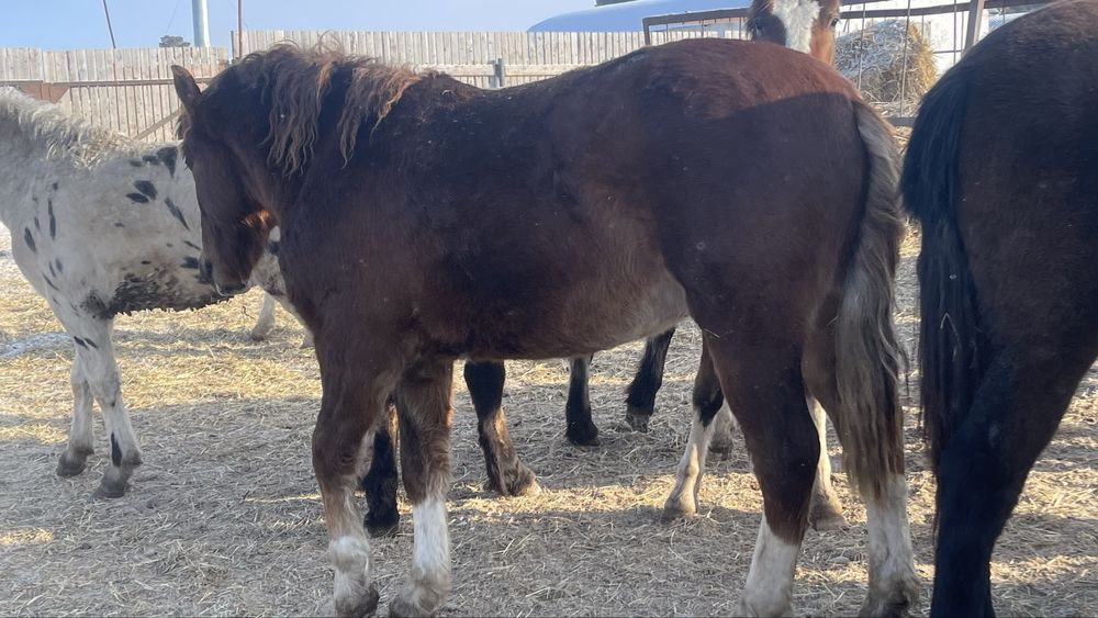 Тяжеловозные Жеребчики 2летки