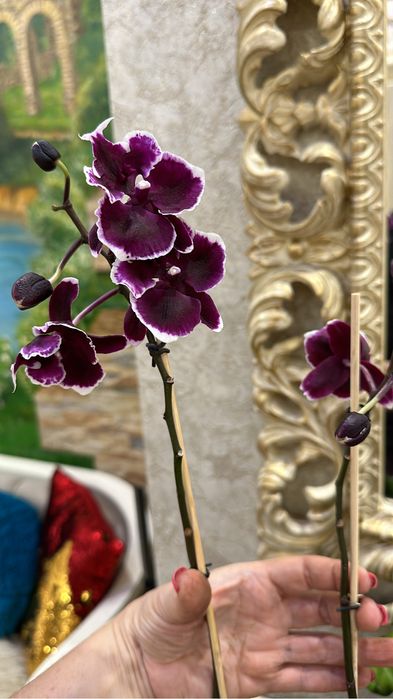 Продаю орхидеи, цветы комнатные