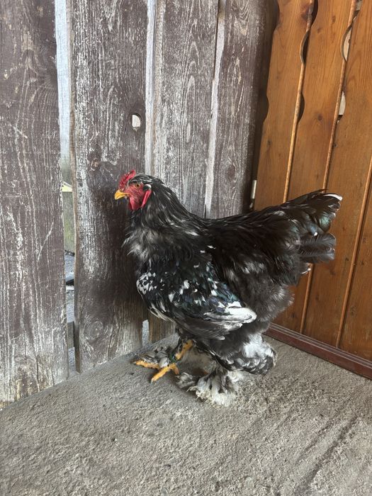 Cocos brahma bobat din 2025