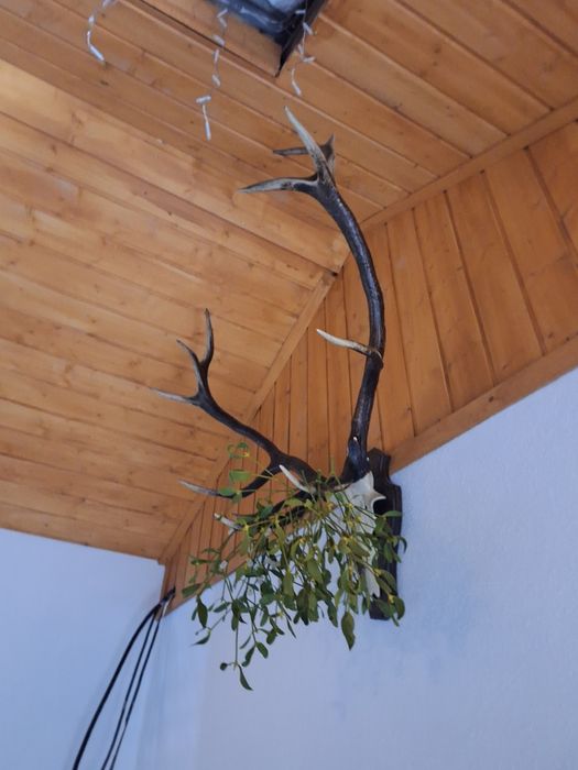 Coarne de  Cerb.