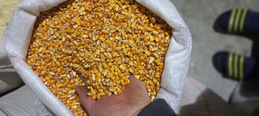 Porumb .grau,orz,mazare,tarate,uruiala,floare,