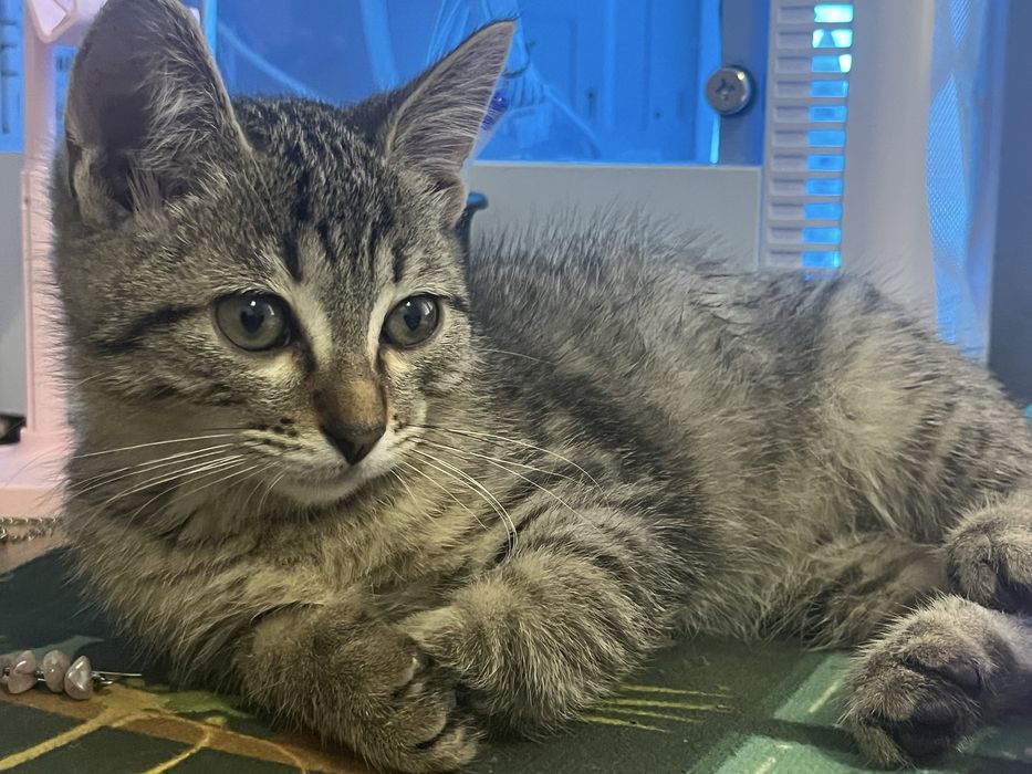 Котеночек мальчик, кот, котик, котенок