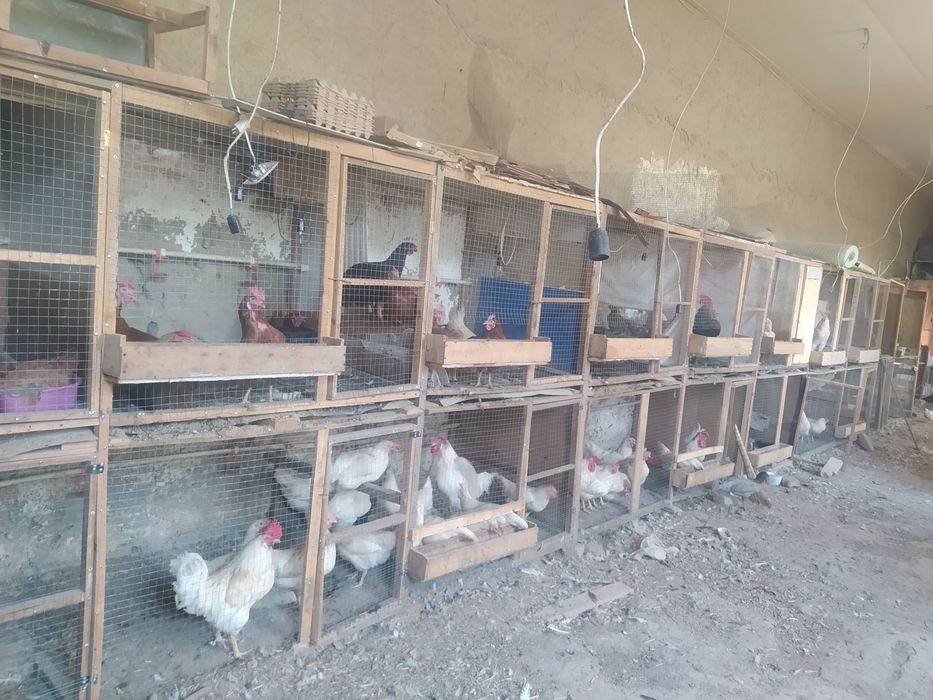 Tuxum damashni inkubator uchun